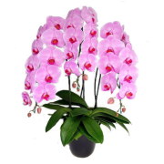 胡蝶蘭 3本立ち ピンク色 30輪前後 大輪