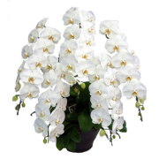 胡蝶蘭 5本立ち 白色 60輪前後 大輪