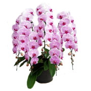 胡蝶蘭 5本立ち ピンク色 60輪前後 大輪