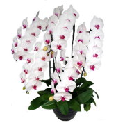 胡蝶蘭 5本立ち 赤リップ色 50輪前後 大輪