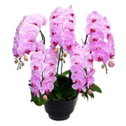 胡蝶蘭 5本立ち ピンク色 50輪前後 大輪