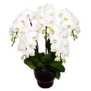 胡蝶蘭 5本立ち 白色 45輪前後 大輪
