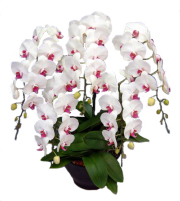 胡蝶蘭 5本立ち 赤リップ色 45輪前後 大輪