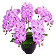 胡蝶蘭 5本立ち ピンク色 45輪前後 大輪