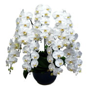 胡蝶蘭 7本立ち 白色 ピンク色 赤リップ 70輪前後 大輪