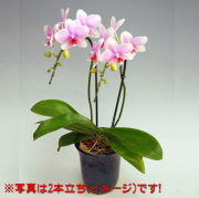 胡蝶蘭 中大輪 オボロヅキ 3本立ち ダブルラッピング仕立て