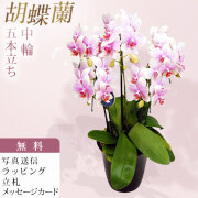 胡蝶蘭 中大輪 オボロヅキ 5本立ち ダブルラッピング仕立て
