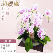 胡蝶蘭 中大輪 オボロヅキ 多本立ち 7本立ち以上 まどか 大 和鉢仕立て