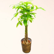 観葉植物 パキラ 8号鉢 バスケット付 送料無料