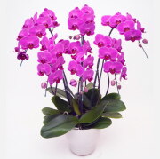 ミディ 胡蝶蘭 6本立ち ルビースター ダブルラッピング仕立て 森田洋蘭園