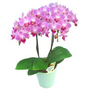 胡蝶蘭 2本立ち ピンク系 椎名洋ラン園 4.5号鉢