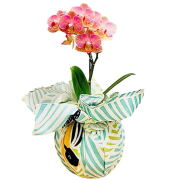 胡蝶蘭 yukata de 胡蝶蘭 1本立ち ピンク系 3号鉢 椎名洋ラン園