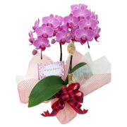 ミディ胡蝶蘭 お誕生日セット ラッピング メッセージカードフルセット 椎名洋ラン園
