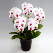 ミディ胡蝶蘭 中大輪 サクラヒメ 5本立ち