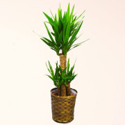 観葉植物 青年の木 ユッカ 8号鉢 バスケット付 送料無料