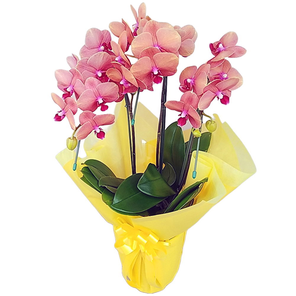 オレンジ色の胡蝶蘭 サーフソング 3本立 森田洋蘭園