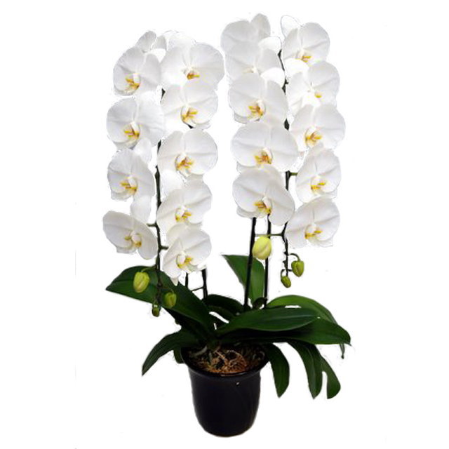 胡蝶蘭 2本立ち 白色 25輪前後 大輪