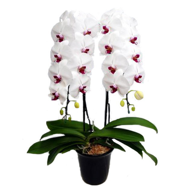 胡蝶蘭 2本立ち 赤リップ色 25輪前後 大輪