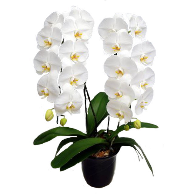 胡蝶蘭 2本立ち 白色 22輪前後 大輪