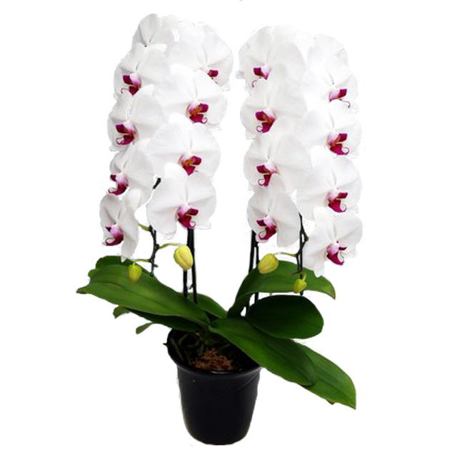 胡蝶蘭 2本立ち 赤リップ色 22輪前後 大輪