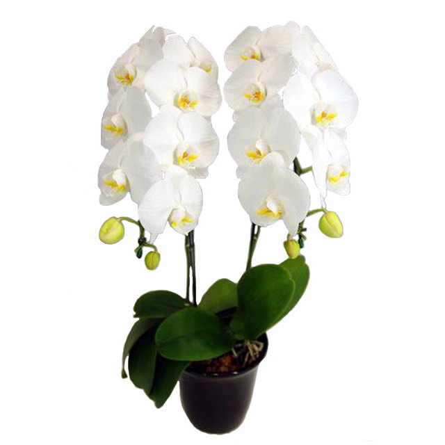 胡蝶蘭 2本立ち 白色 18輪前後 大輪