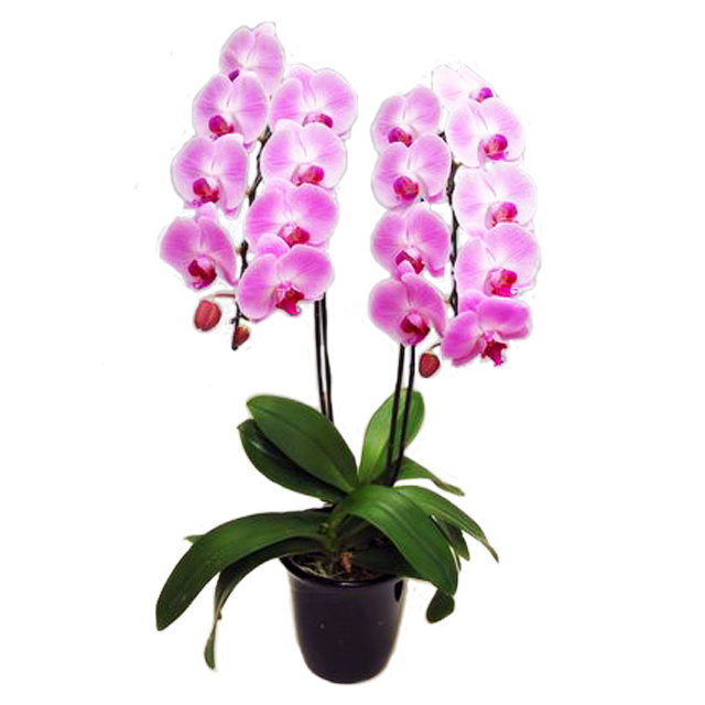 胡蝶蘭 2本立ち ピンク色 18輪前後 大輪