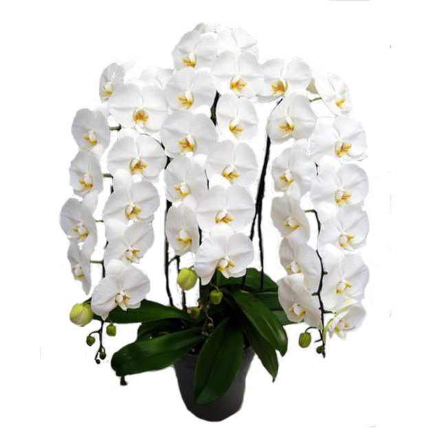胡蝶蘭 3本立ち 白色 40輪前後 大輪