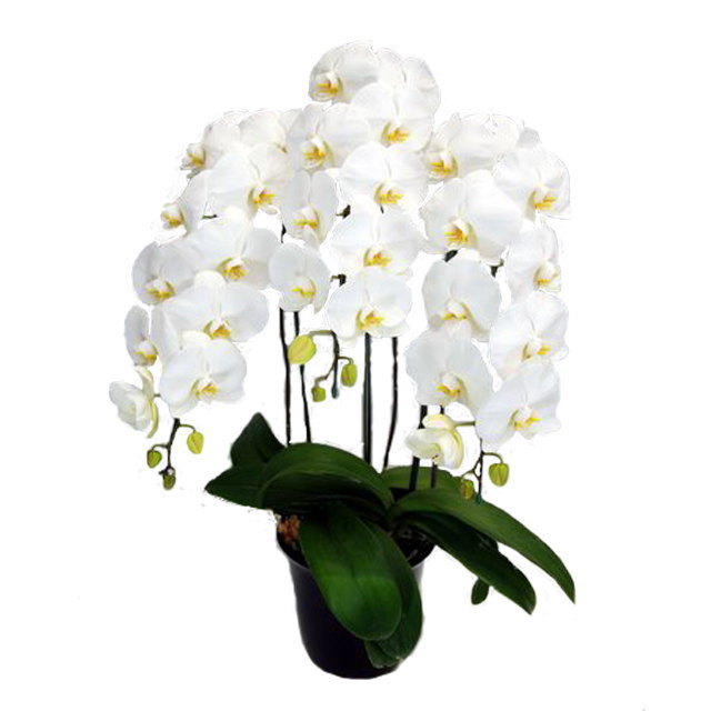 胡蝶蘭 3本立ち 白色 30輪前後 大輪