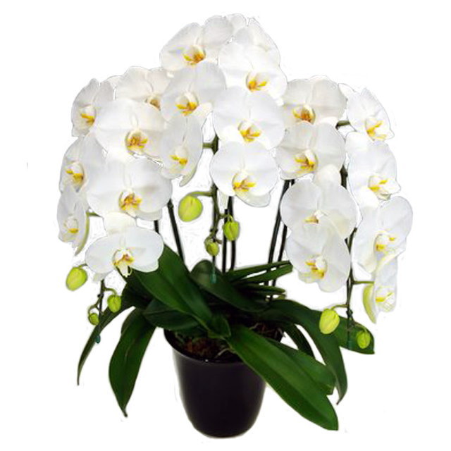 胡蝶蘭 3本立ち 白色 25輪前後 大輪