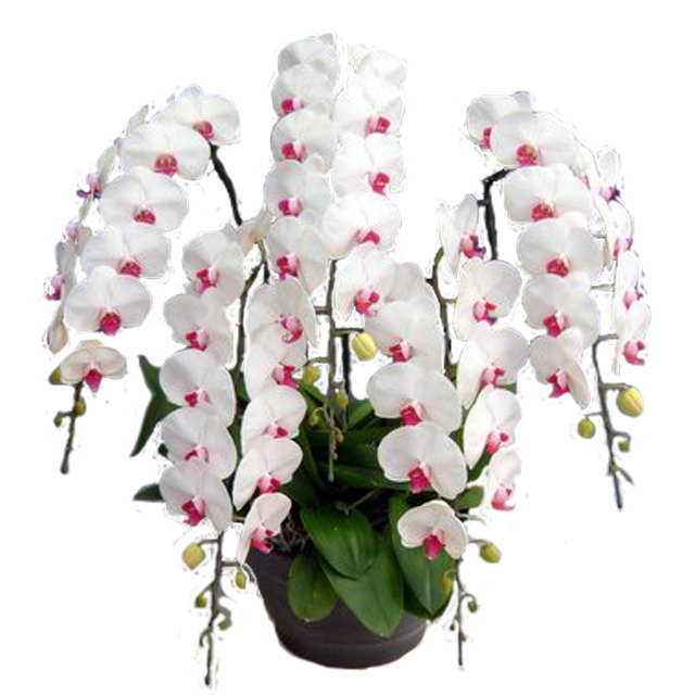 胡蝶蘭 5本立ち 赤リップ色 60輪前後 大輪