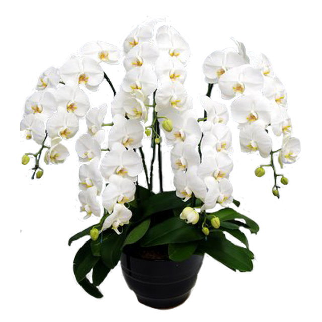 胡蝶蘭 5本立ち 白色 50輪前後 大輪