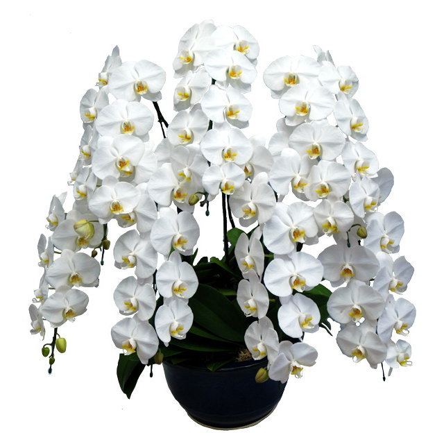 胡蝶蘭 7本立ち 白色 ピンク色 赤リップ 70輪前後 大輪