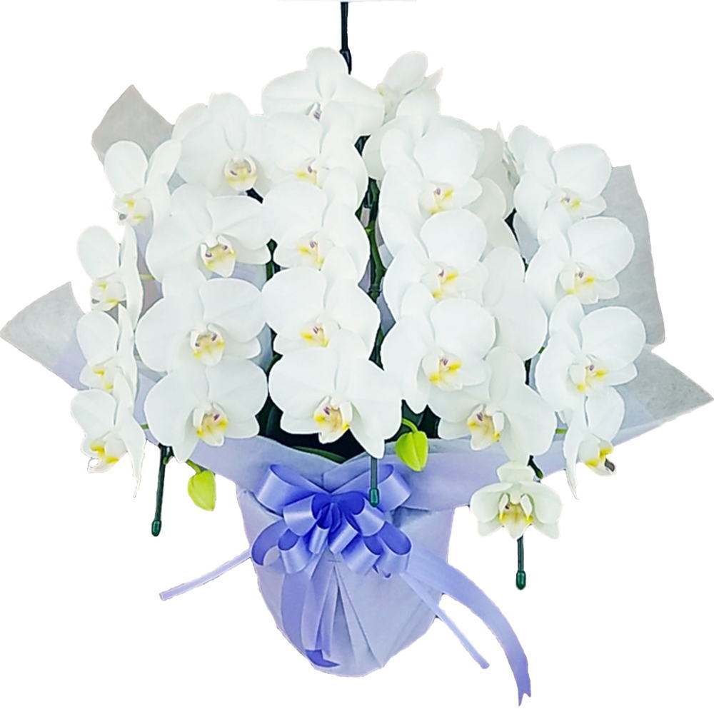 胡蝶蘭 3本立ち お供え仕立て 森田洋蘭園