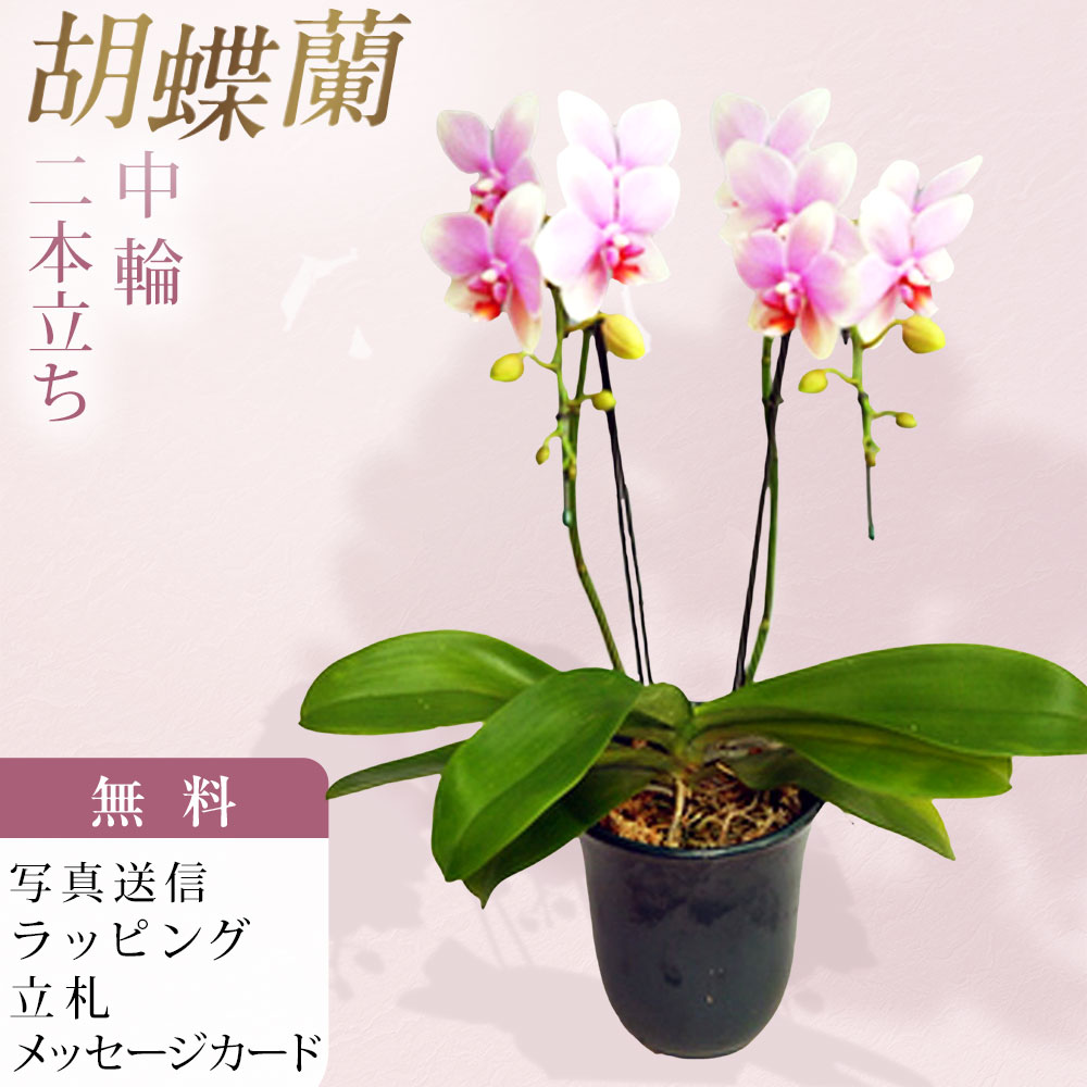 胡蝶蘭 中大輪 オボロヅキ 2本立ち ダブルラッピング仕立て