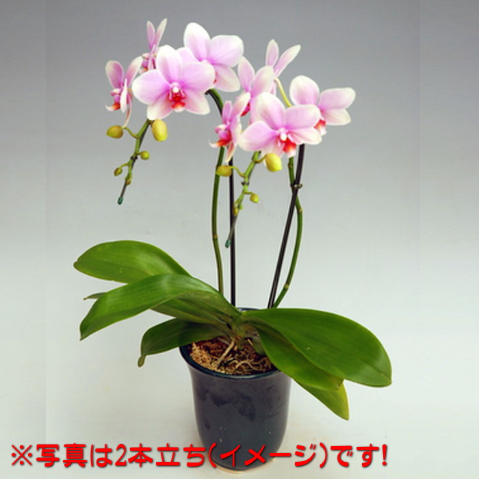 胡蝶蘭 中大輪 オボロヅキ 3本立ち ダブルラッピング仕立て