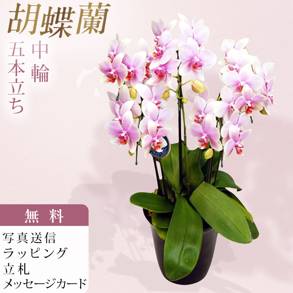 胡蝶蘭 中大輪 オボロヅキ 5本立ち ダブルラッピング仕立て