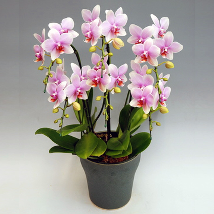 胡蝶蘭 中大輪 オボロヅキ 6本立ち ダブルラッピング仕立て