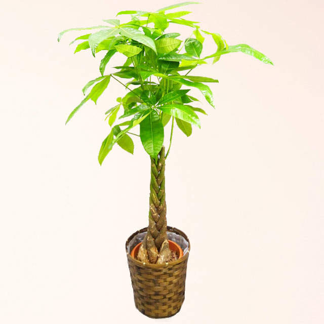 観葉植物 パキラ 8号鉢 バスケット付 送料無料