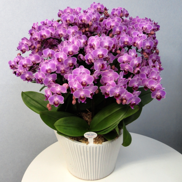 胡蝶蘭 15本立ち ピンク色 ミディ 蘭千世界 10号陶器鉢