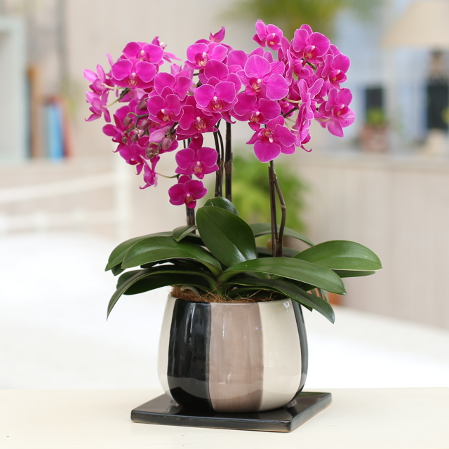 胡蝶蘭 3本立ち ピンク系 モノトリコ鉢