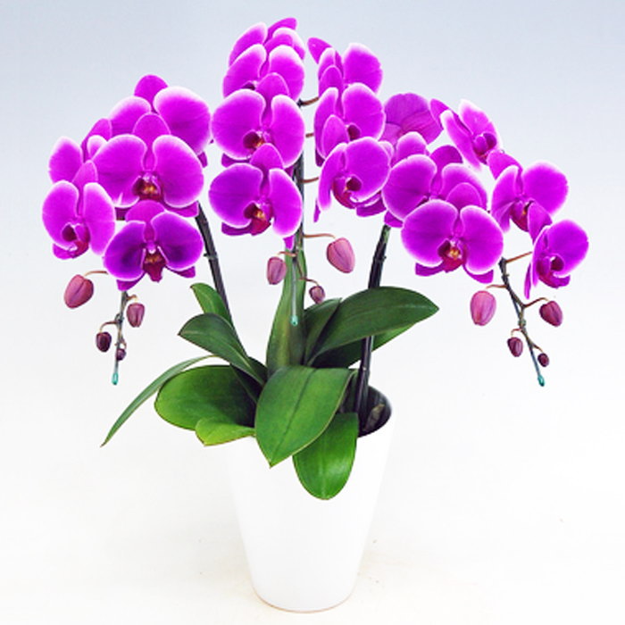 ミディ胡蝶蘭 3本立ち ピンクハロー ダブルラッピング仕立て 森田洋蘭園