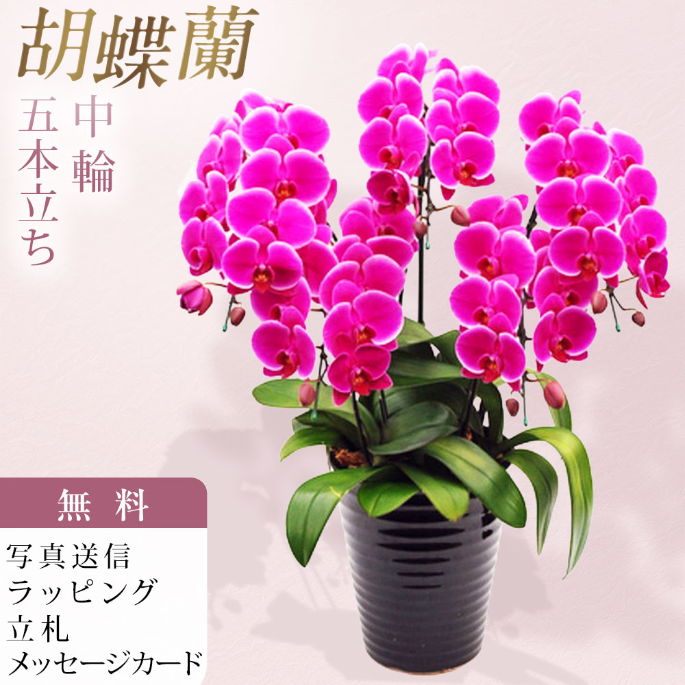 ミディ 胡蝶蘭 5本立ち ピンクハロー ダブルラッピング仕立て 森田洋蘭園