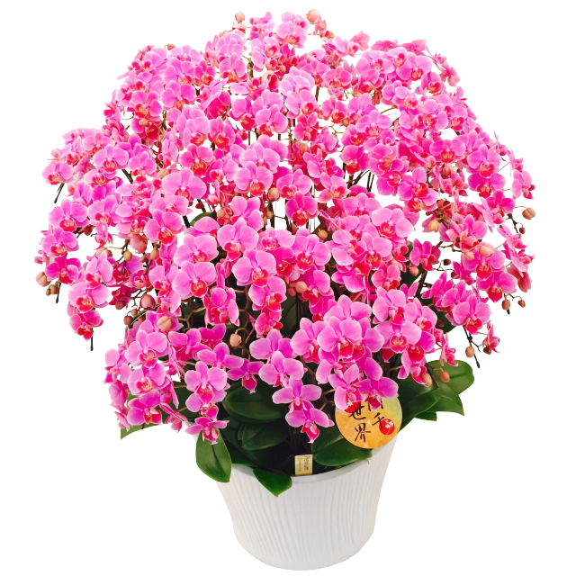 胡蝶蘭 20本立ち ピンク色 ミディ 蘭千世界 13号陶器鉢