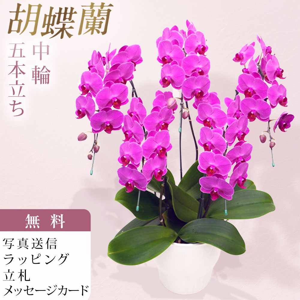 ミディ 胡蝶蘭 5本立ち ルビースター ダブルラッピング仕立て 森田洋蘭園