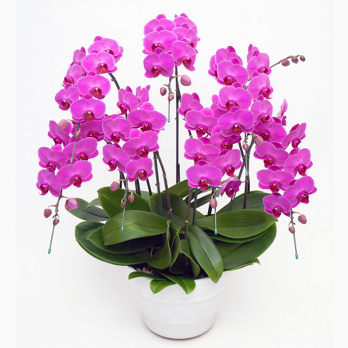 ミディ 胡蝶蘭 7本立ち ルビースター ダブルラッピング仕立て 森田洋蘭園