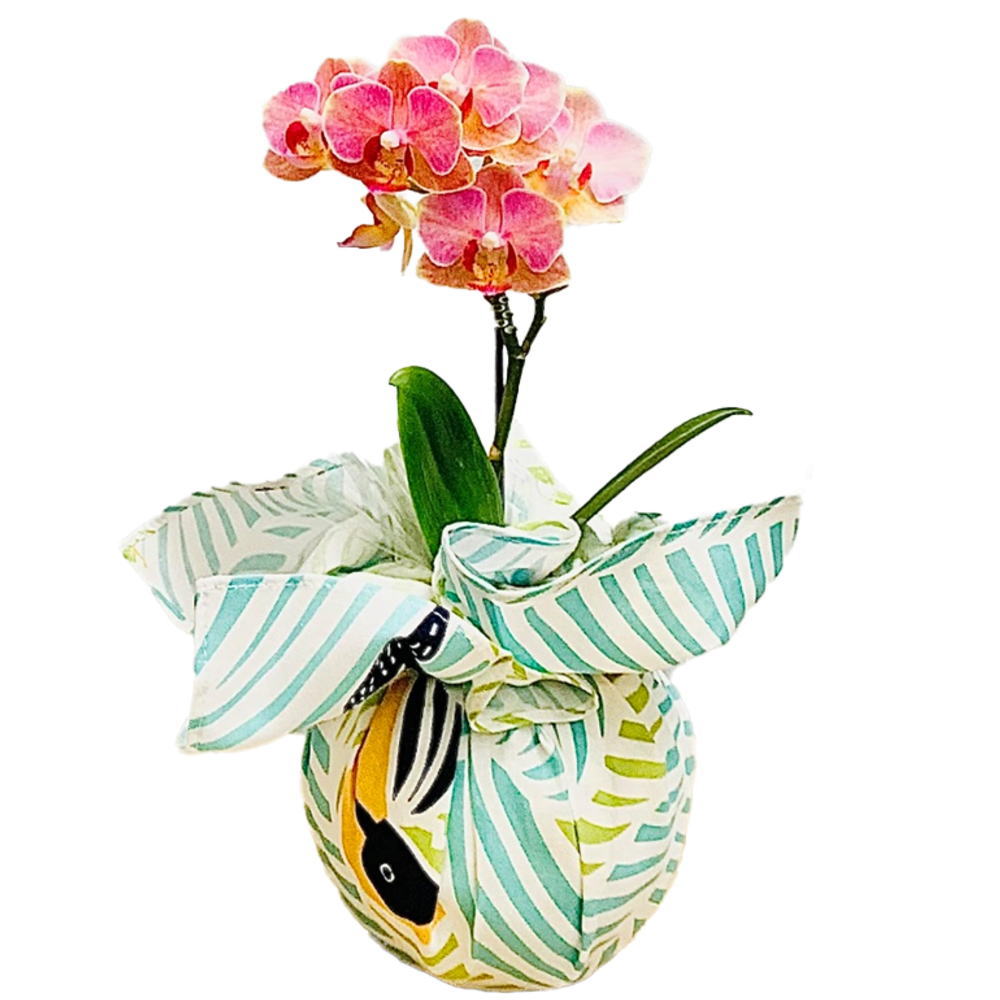 胡蝶蘭 yukata de 胡蝶蘭 1本立ち ピンク系 3号鉢 椎名洋ラン園