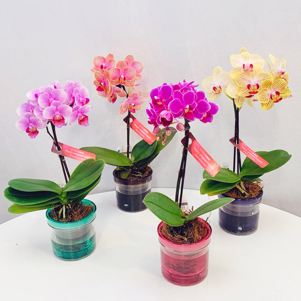 【２鉢入り】ミニ胡蝶蘭 1本立ち ピンク系 イエロー系 花色が選べる アクアポット 2.5号鉢 プティBOX入り 椎名洋ラン園