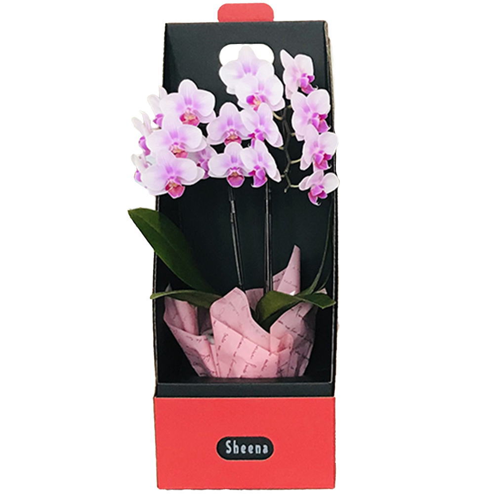 胡蝶蘭 2本立ち ピンク系 2WAYギフトボックス入り 3号鉢  BOX入り 椎名洋ラン園