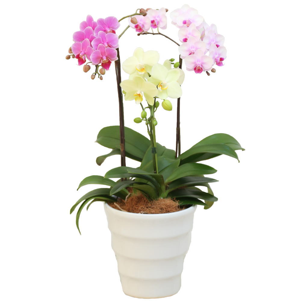 ミディ胡蝶蘭 6本立ち ミックス