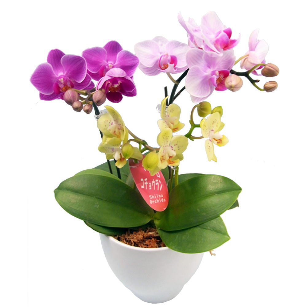 ミディ胡蝶蘭 6本立ち ミックス
